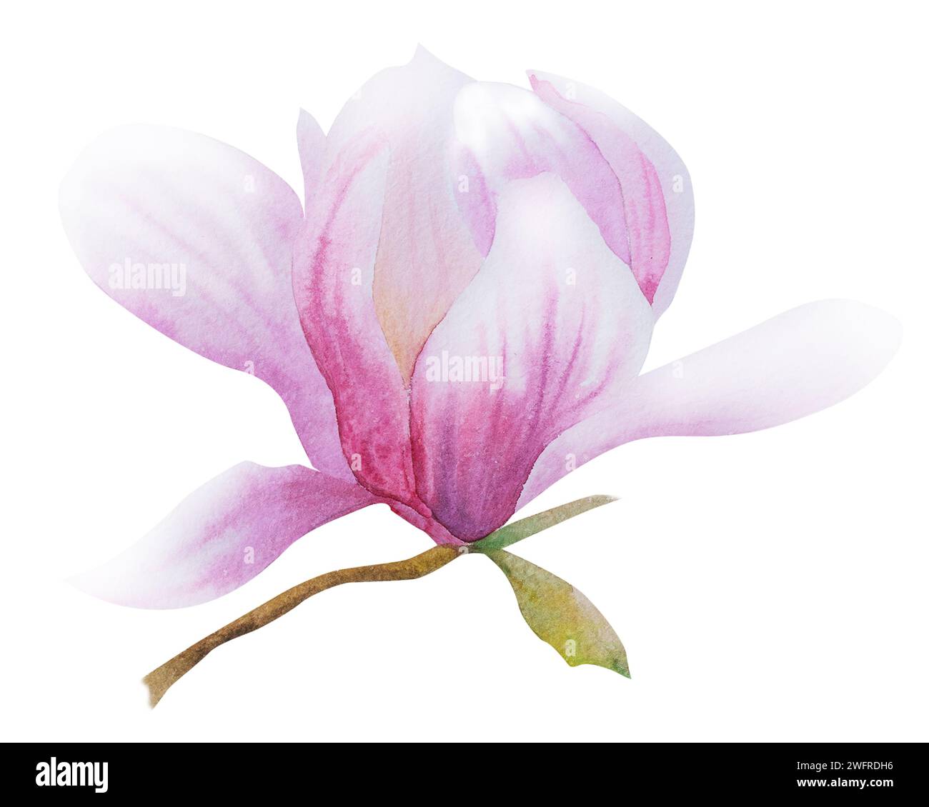 Illustrazione ad acquerello con fiori rosa in fiore e rami di magnolia. magnolia disegnata a mano. Fiori primaverili o estivi per inviti, matrimoni o gre Foto Stock