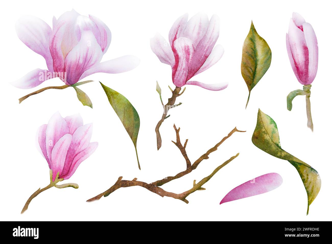 Illustrazione ad acquerello con fiori rosa in fiore e rami di magnolia. magnolia disegnata a mano. Fiori primaverili o estivi per inviti, matrimoni o gre Foto Stock