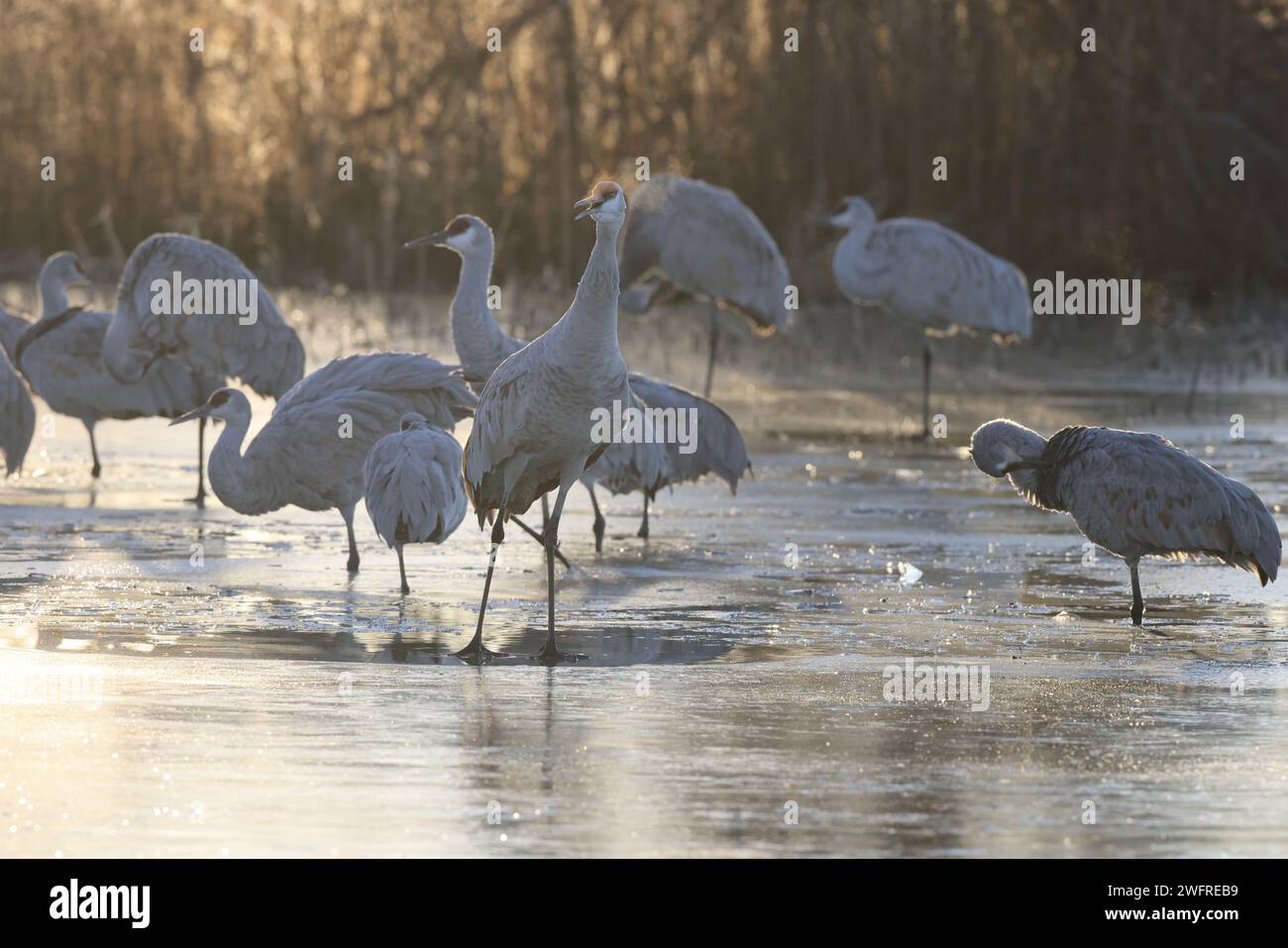 Sandhill Crane Bernardo Waterfowl area – Bosque, New Mexico USA Foto Stock