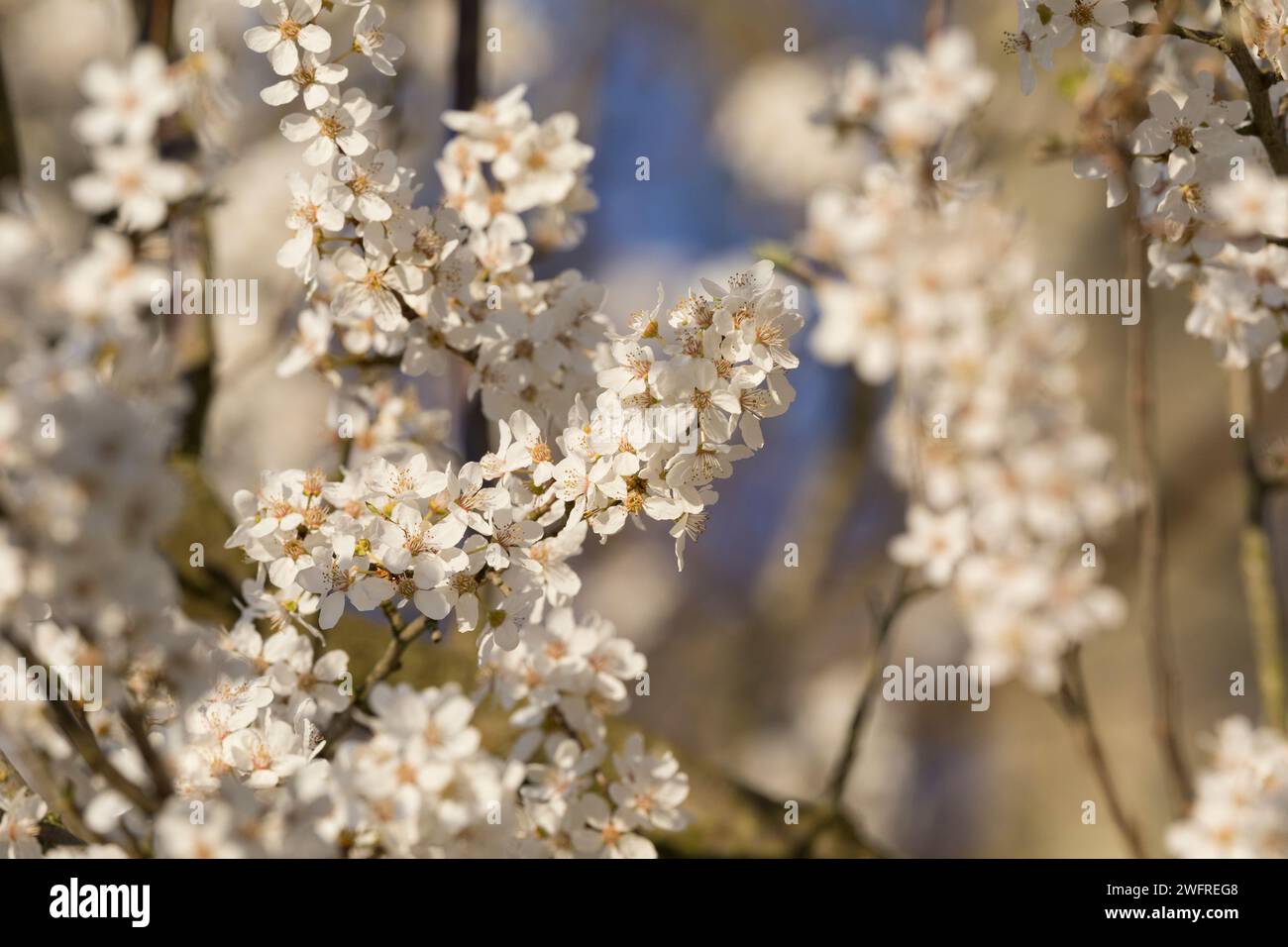 Kirschpflaume, Kirsch-Pflaume, Myrobalane, Türkenkirsche, Wildpflaume, Wildobst, Blüten, blühend, Blüte, Obst, Prunus cerasifera, Prunus cerasifera su Foto Stock