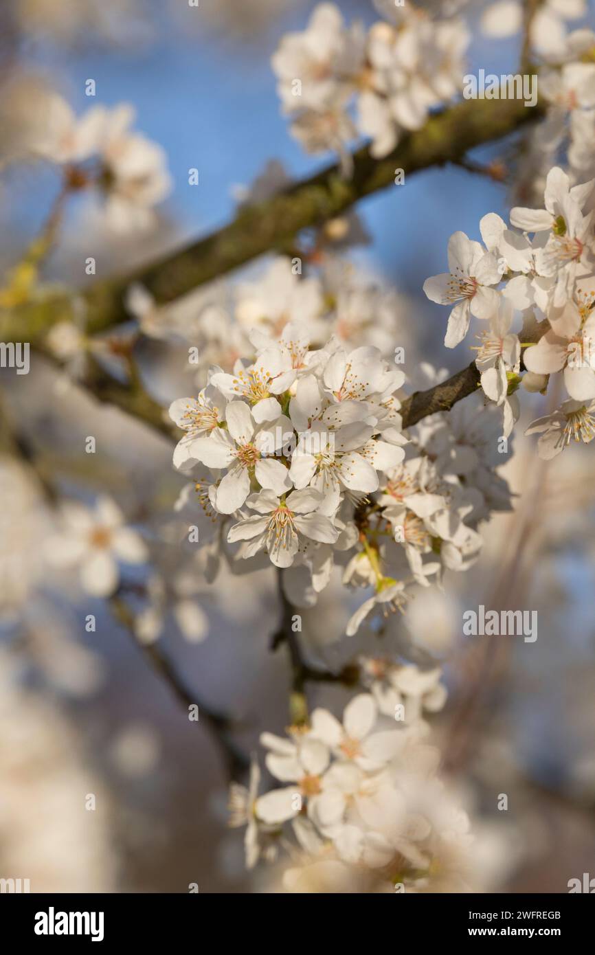 Kirschpflaume, Kirsch-Pflaume, Myrobalane, Türkenkirsche, Wildpflaume, Wildobst, Blüten, blühend, Blüte, Obst, Prunus cerasifera, Prunus cerasifera su Foto Stock