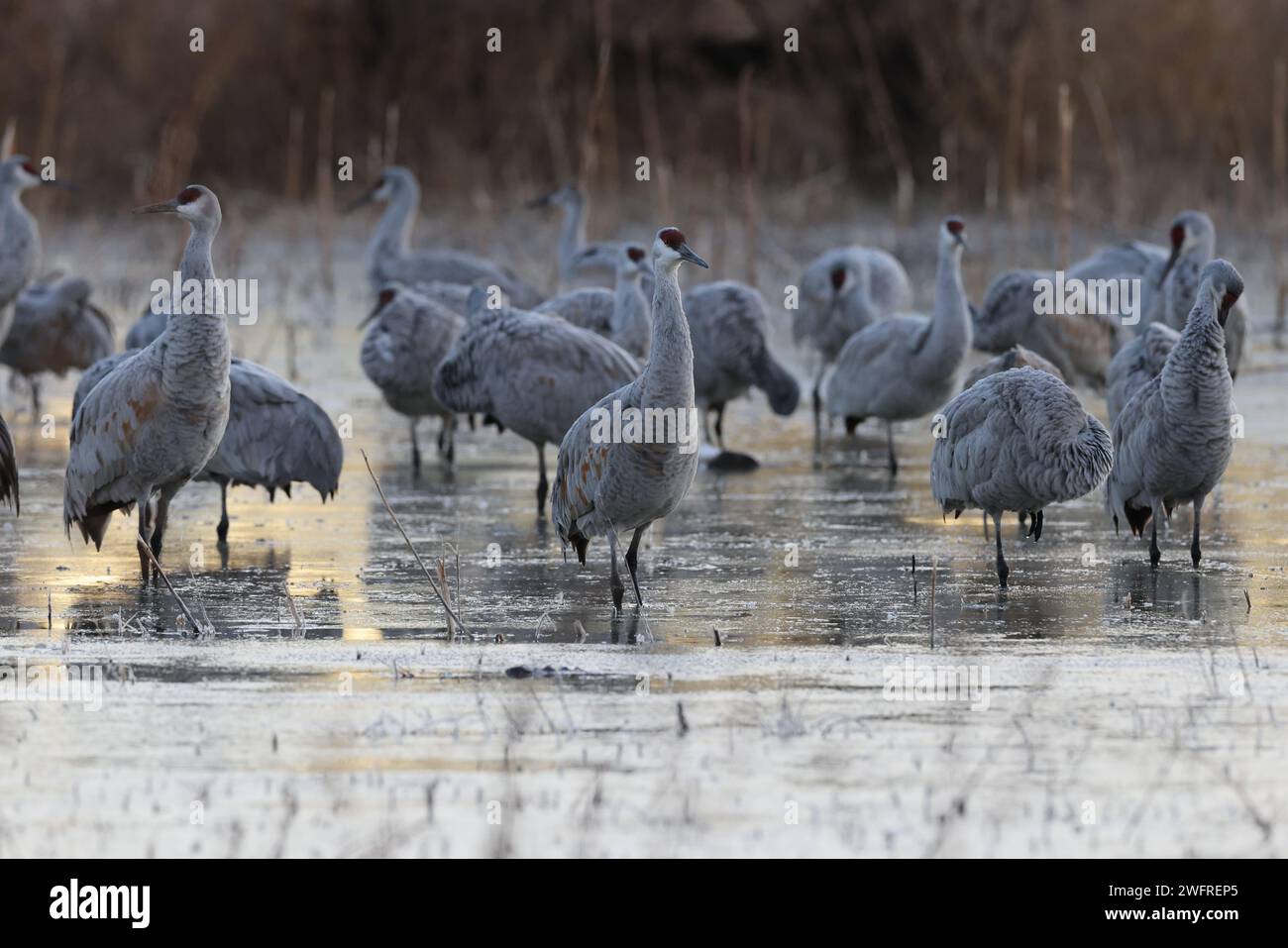 Sandhill Crane Bernardo Waterfowl area – Bosque, New Mexico USA Foto Stock