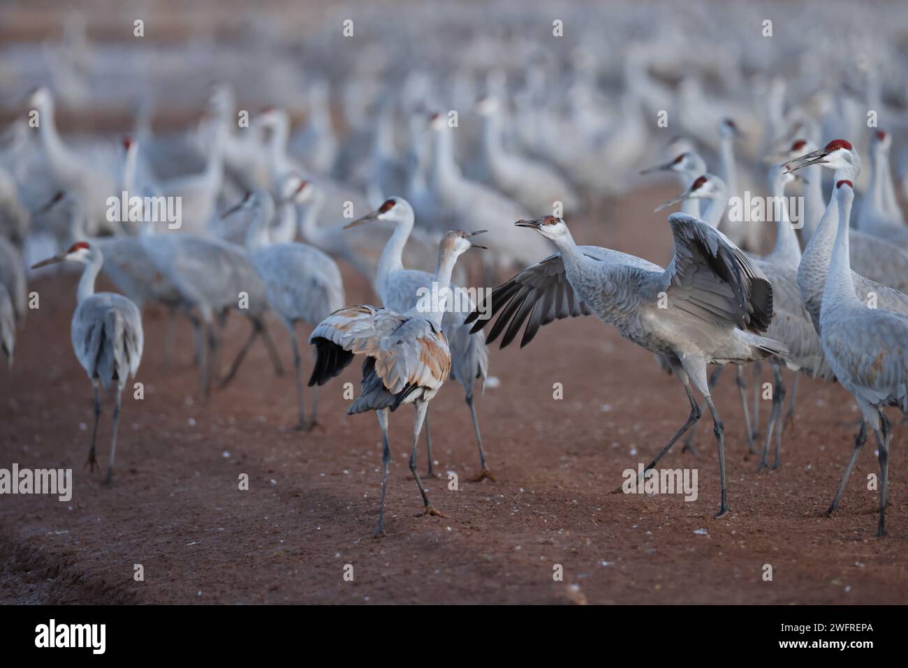 Sandhill Crane Bernardo Waterfowl area – Bosque, New Mexico USA Foto Stock