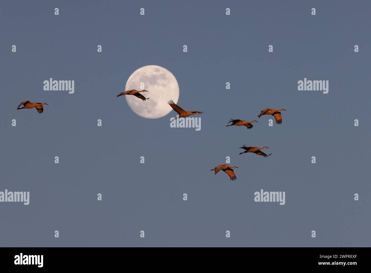 Sandhill Crane and full Moon Bernardo Waterfowl area – Bosque, New Mexico USA Foto Stock