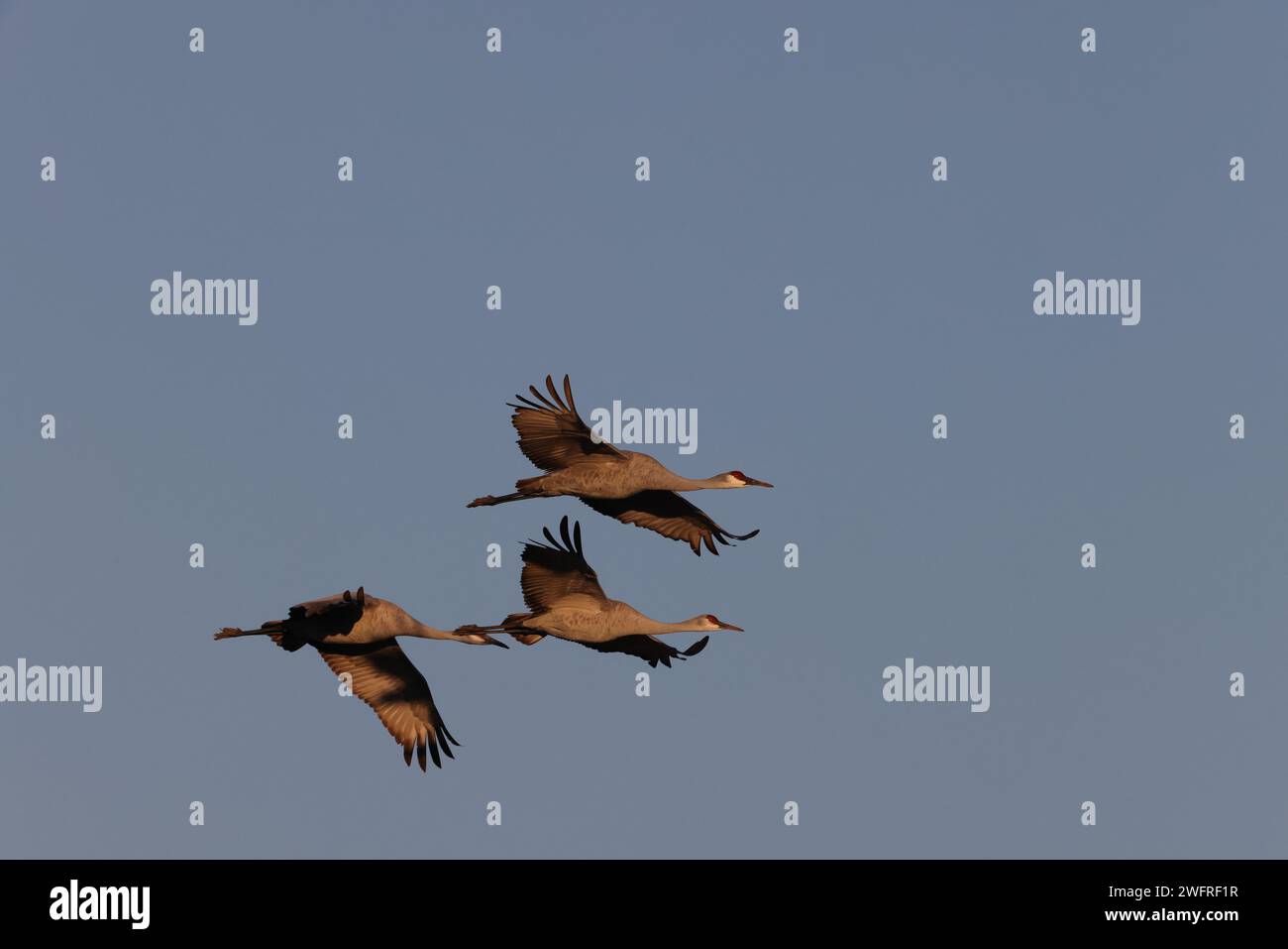 Sandhill Crane Bernardo Waterfowl area – Bosque, New Mexico USA Foto Stock