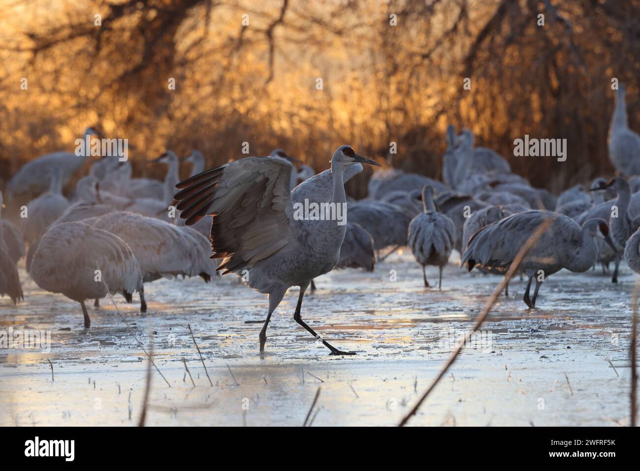 Sandhill Crane Bernardo Waterfowl area – Bosque, New Mexico USA Foto Stock