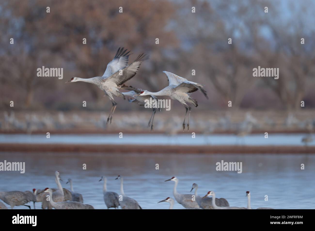 Sandhill Crane Bernardo Waterfowl area – Bosque, New Mexico USA Foto Stock