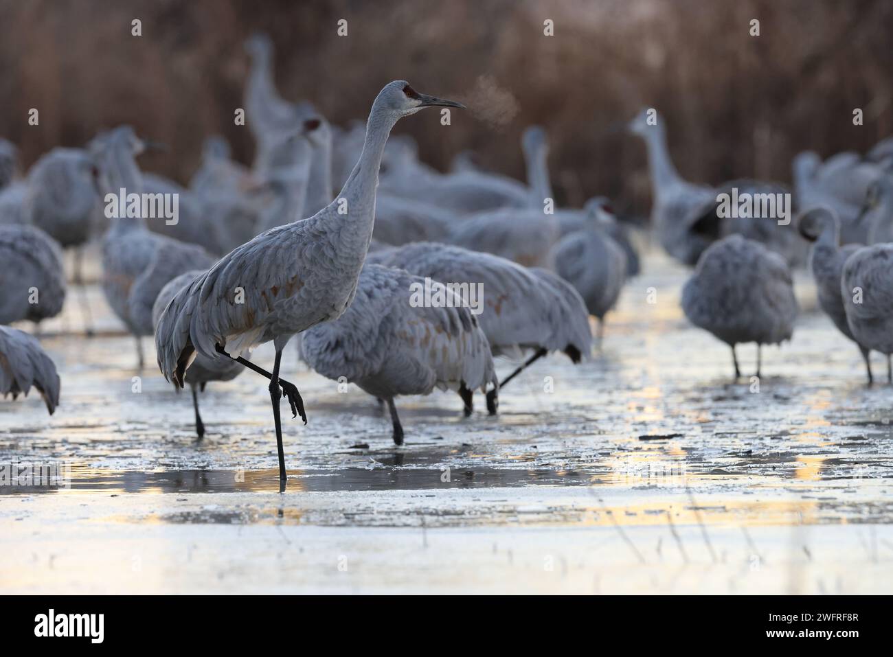 Sandhill Crane Bernardo Waterfowl area – Bosque, New Mexico USA Foto Stock