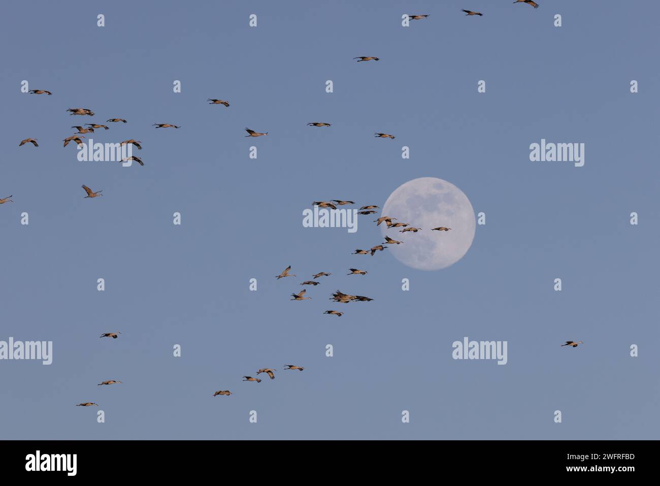 Sandhill Crane and full Moon Bernardo Waterfowl area – Bosque, New Mexico USA Foto Stock