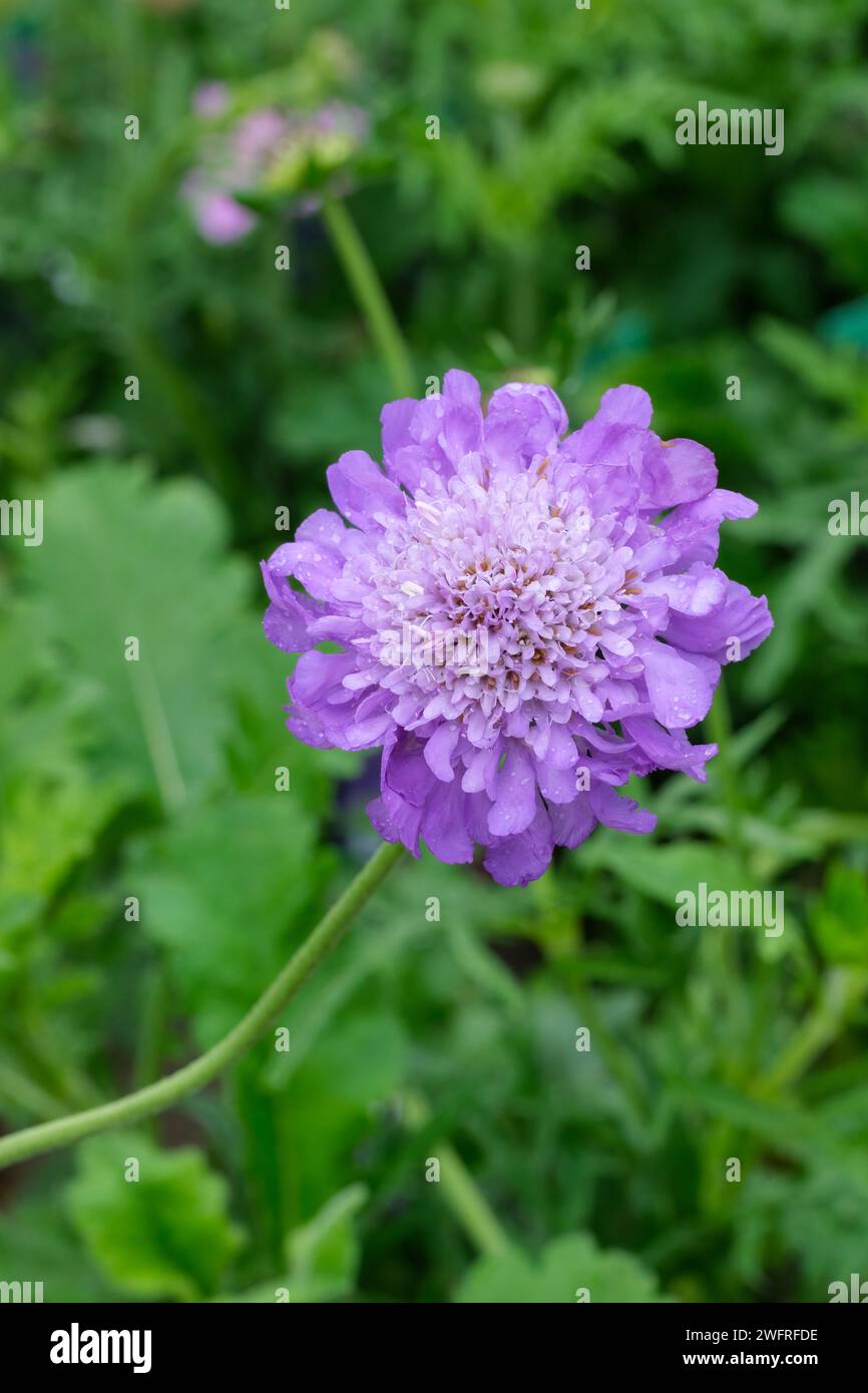 Scabiosa columbaria Mariposa Blue, serie Mariposa, fiori blu-malva all'inizio dell'estate Foto Stock