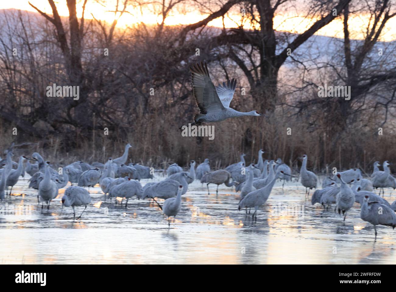 Sandhill Crane Bernardo Waterfowl area – Bosque, New Mexico USA Foto Stock