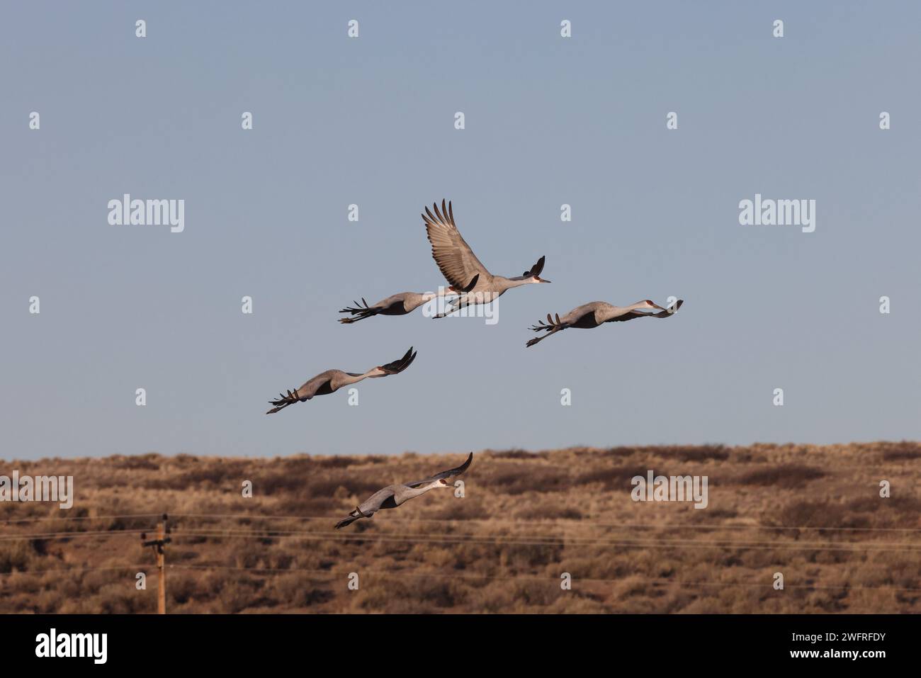 Sandhill Crane Bernardo Waterfowl area – Bosque, New Mexico USA Foto Stock