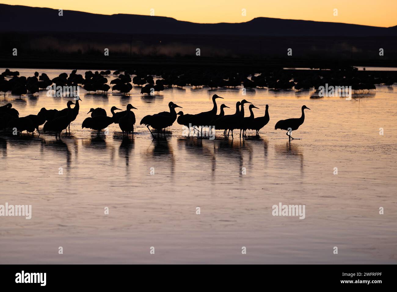 Sandhill Crane Bernardo Waterfowl area – Bosque, New Mexico USA Foto Stock