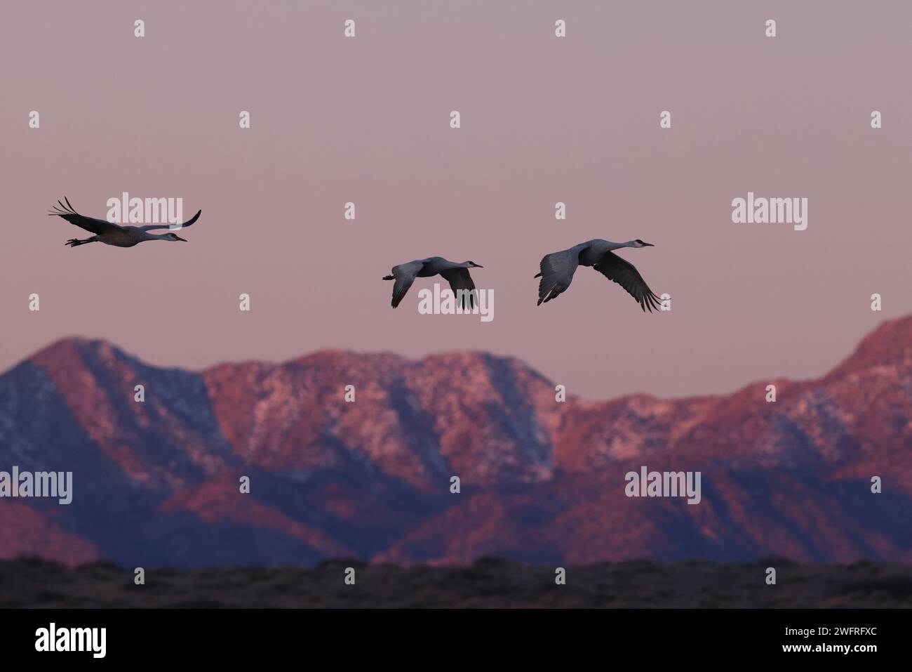 Sandhill Crane Bernardo Waterfowl area – Bosque, New Mexico USA Foto Stock