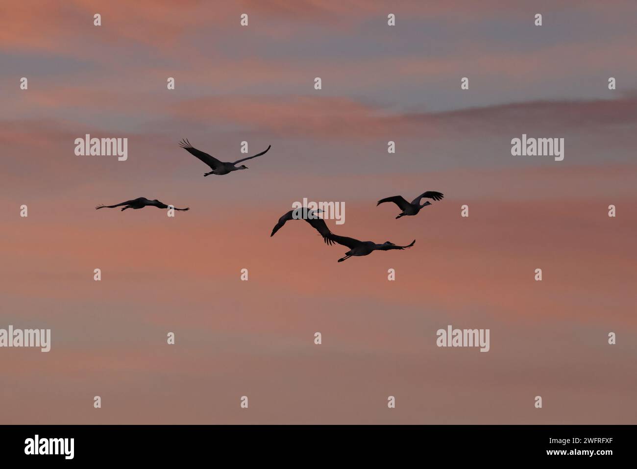 Sandhill Crane Bernardo Waterfowl area – Bosque, New Mexico USA Foto Stock