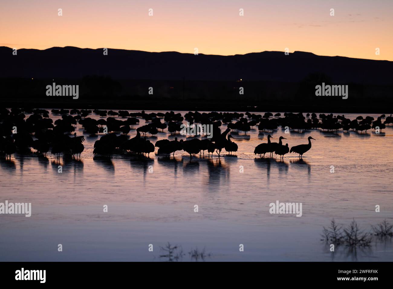 Sandhill Crane Bernardo Waterfowl area – Bosque, New Mexico USA Foto Stock