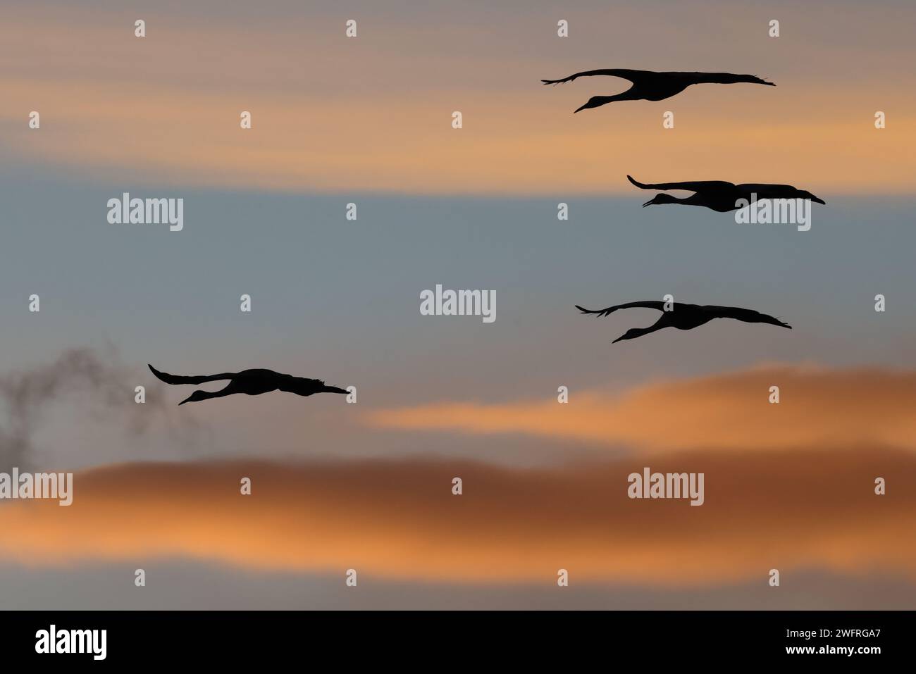 Sandhill Crane Bernardo Waterfowl area – Bosque, New Mexico USA Foto Stock