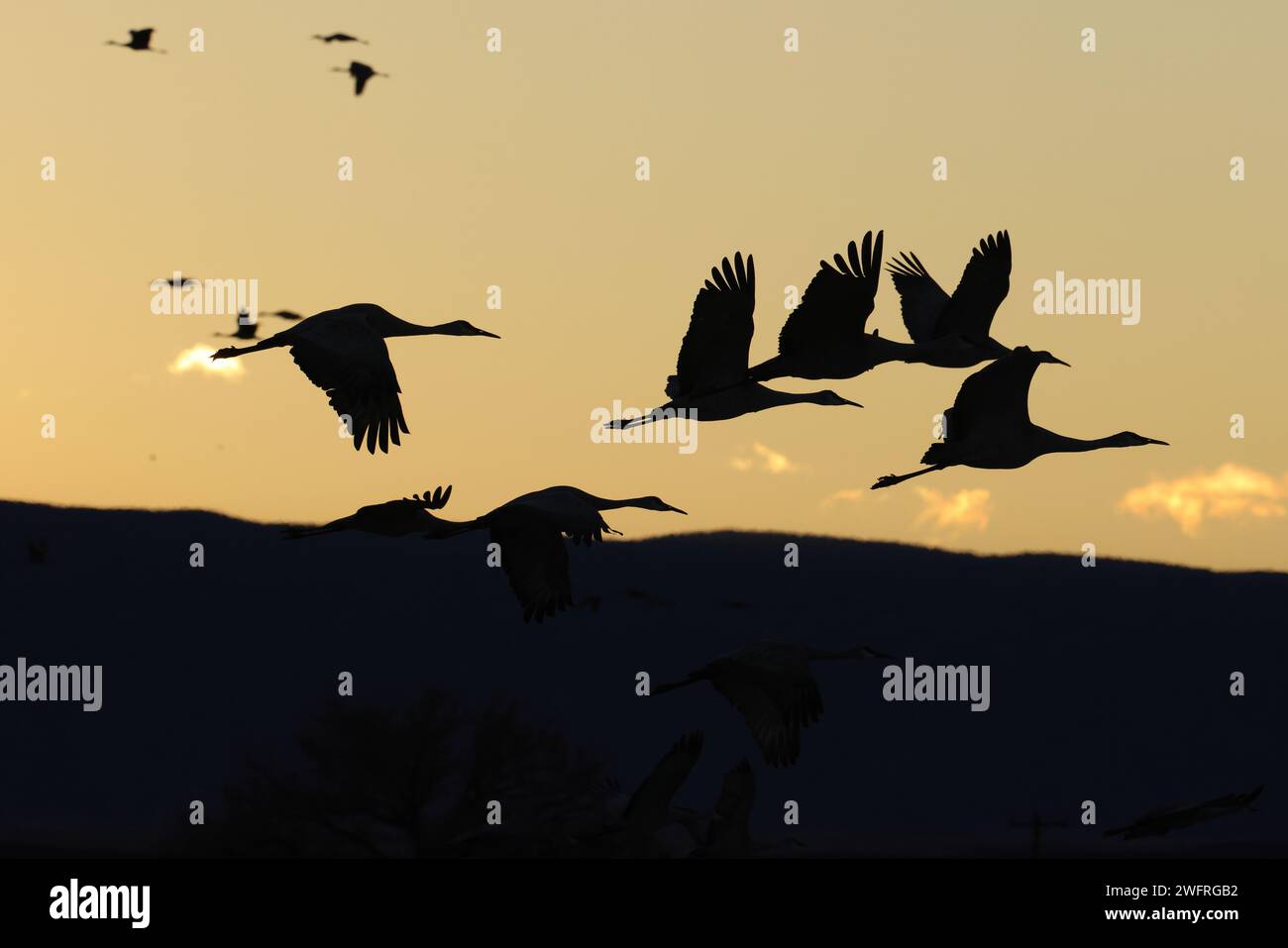 Sandhill Crane Bernardo Waterfowl area – Bosque, New Mexico USA Foto Stock