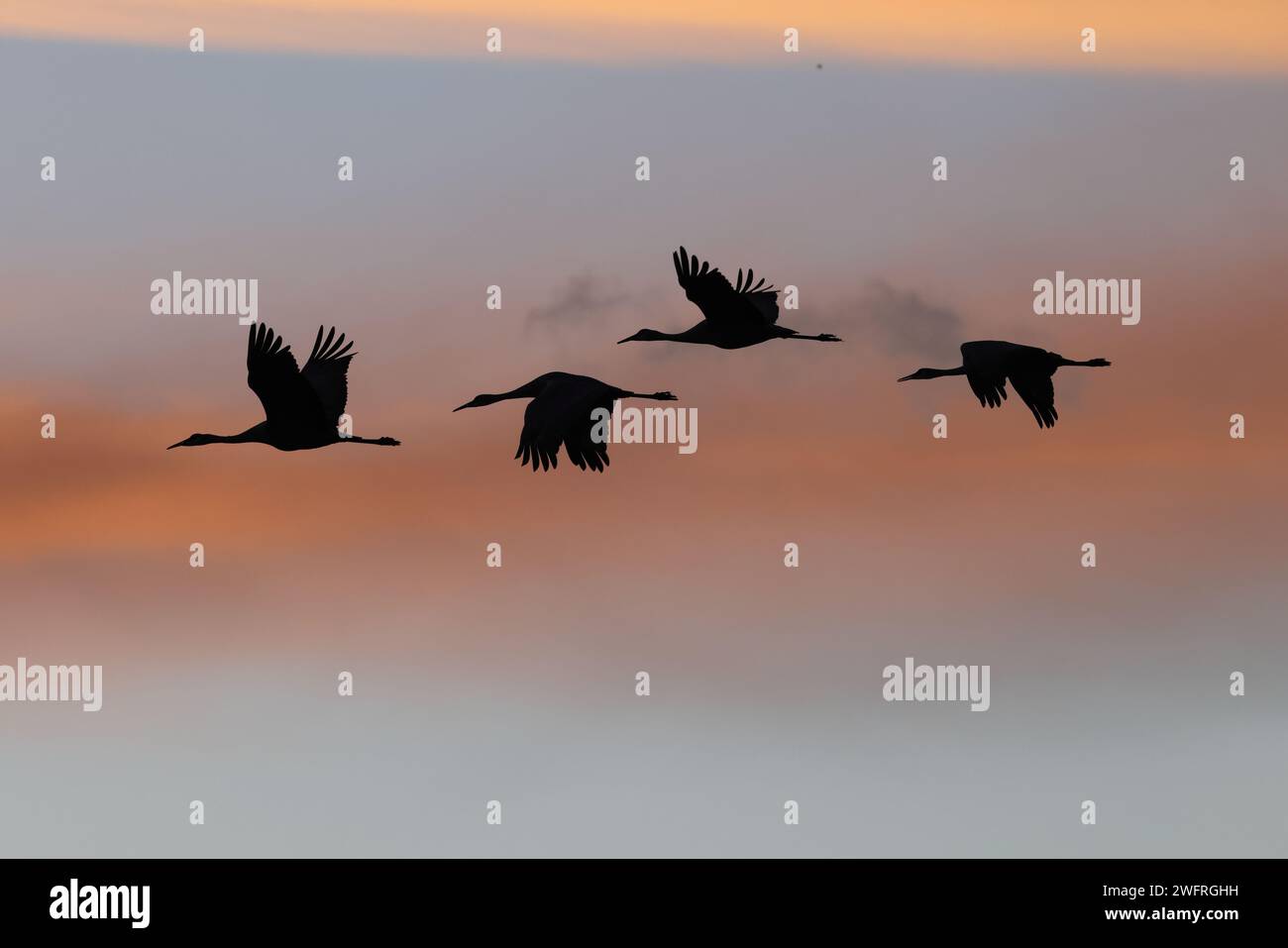 Sandhill Crane Bernardo Waterfowl area – Bosque, New Mexico USA Foto Stock