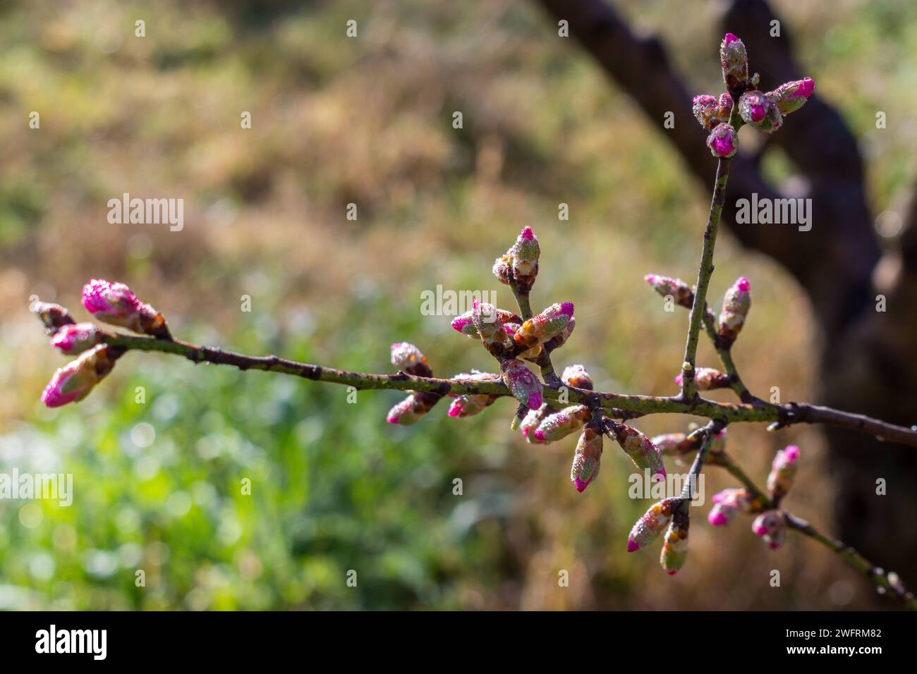 Il mandorlo con fiori rosa e bianchi sbocciano durante la giornata di sole Foto Stock