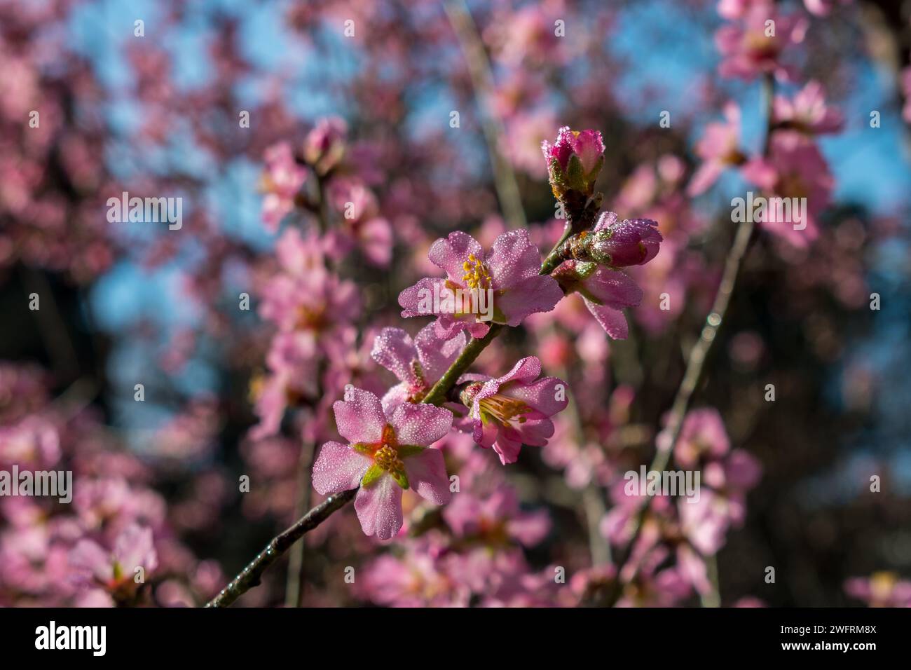 Il mandorlo con fiori rosa e bianchi sbocciano durante la giornata di sole Foto Stock