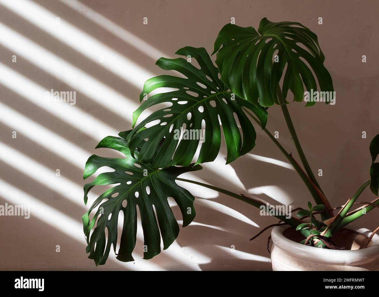 La pianta di Monstera in un vaso bianco è illuminata dalla luce di una finestra con persiane ombreggiate. Foto Stock