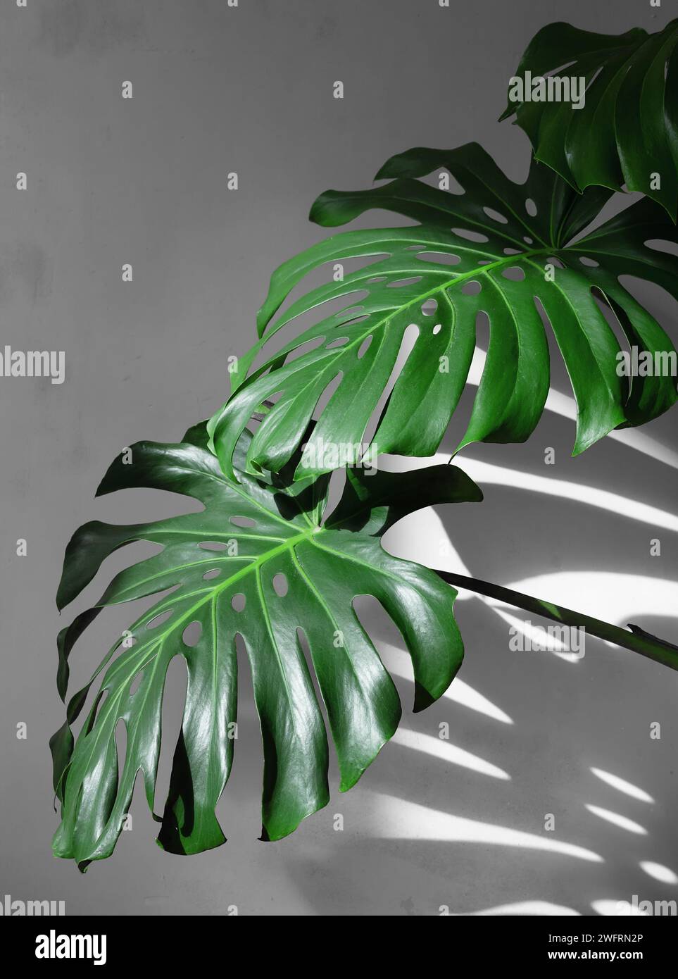 Monstera lascia sotto la luce del giorno con ombre dure contro una parete bianca di cemento. Minimalismo. Foto Stock