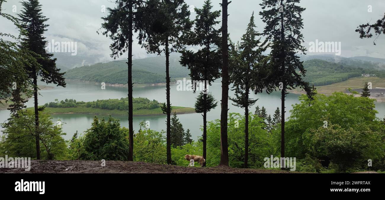Un cane in un paesaggio pittoresco vicino al lago Foto Stock