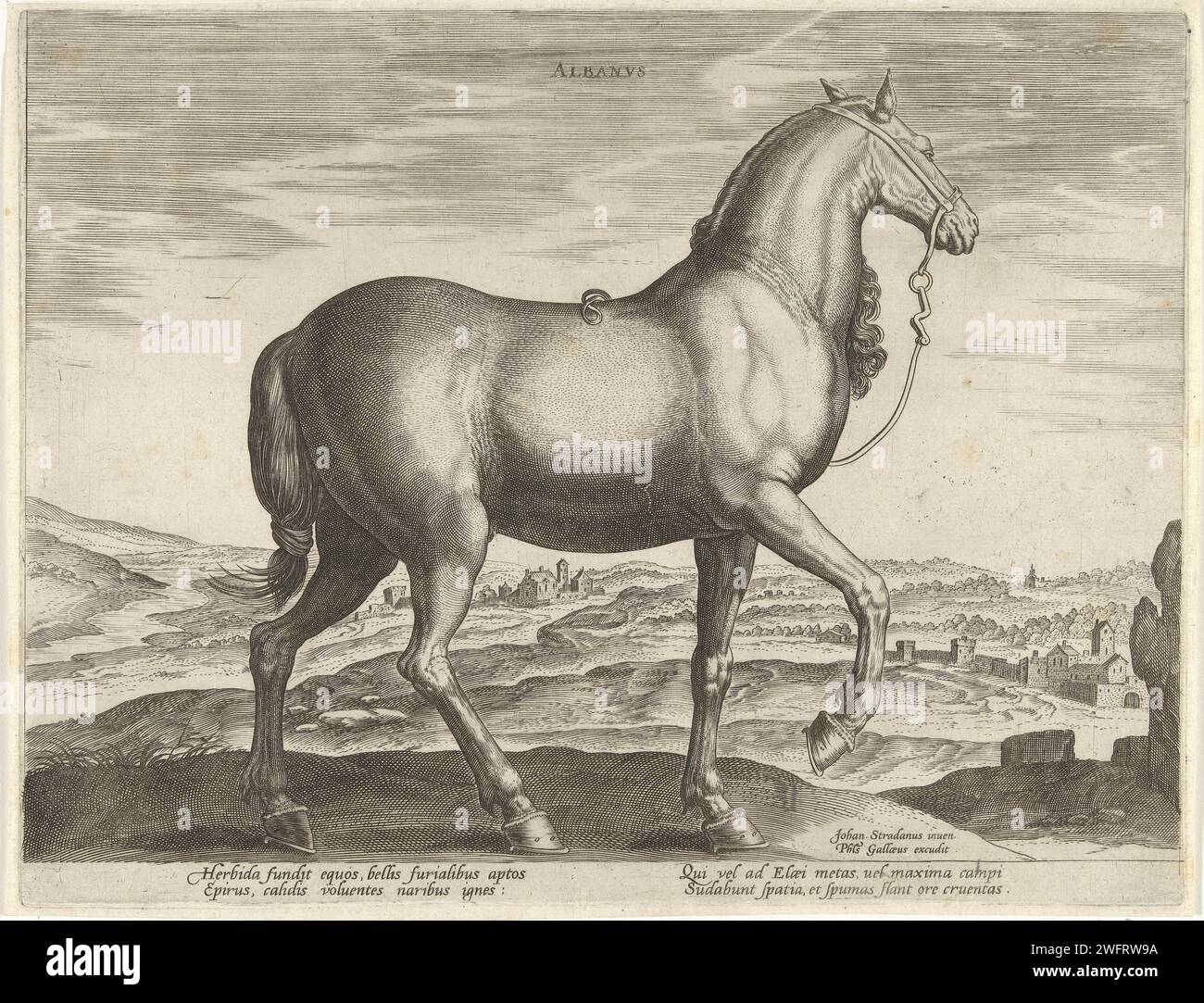 Cavallo dall'Albania, Hendrick Goltzius (possibile), dopo Jan van der Straet, c. 1578 - c. 1582 stampare un cavallo albanese, in profilo. La stampa ha una didascalia latina e fa parte della quarta parte di una serie di 39 parti sulle razze di cavalli provenienti dalle scuderie reali di Don Juan van Austria. Tipografia: Haarlemprint Maker: Antwerpafter design by: Florencepublisher: Anversa carta incisione cavalli e animali affini Foto Stock