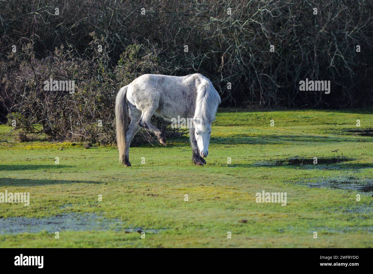 Pony White New Forest con una gamba sollevata Foto Stock