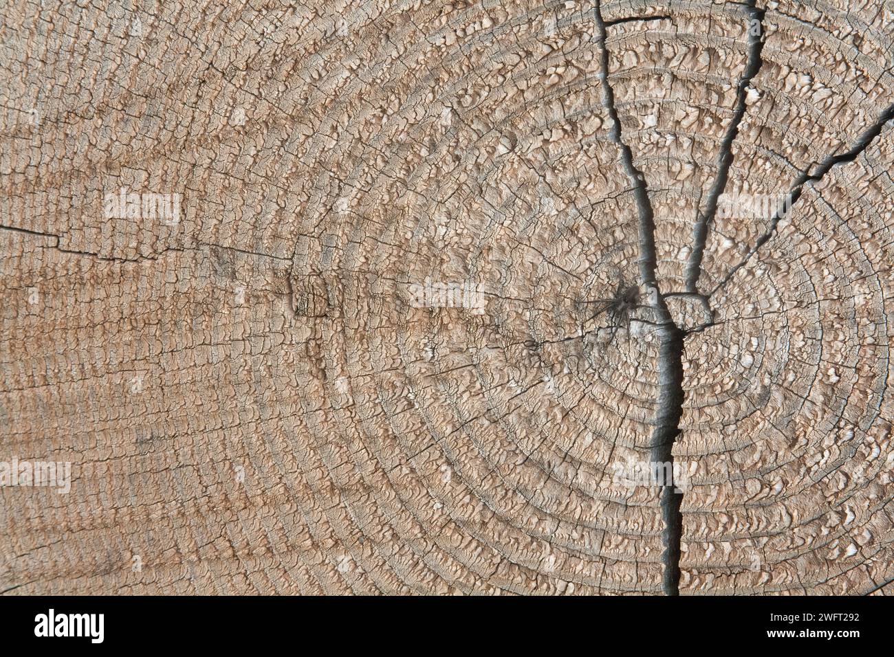 Tiny Spider on Cracked Tree Stump - Close-up Wildlife Macro , BckgroundPhotography in Forest Environment Foto Stock