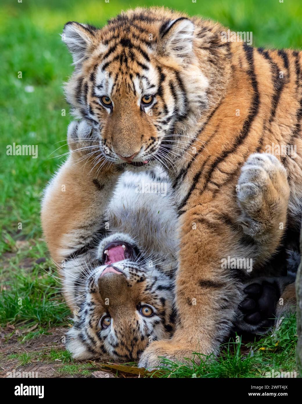 Le due giovani tigri siberiane si dedicano ad attività ludiche in mezzo all'erba lussureggiante Foto Stock