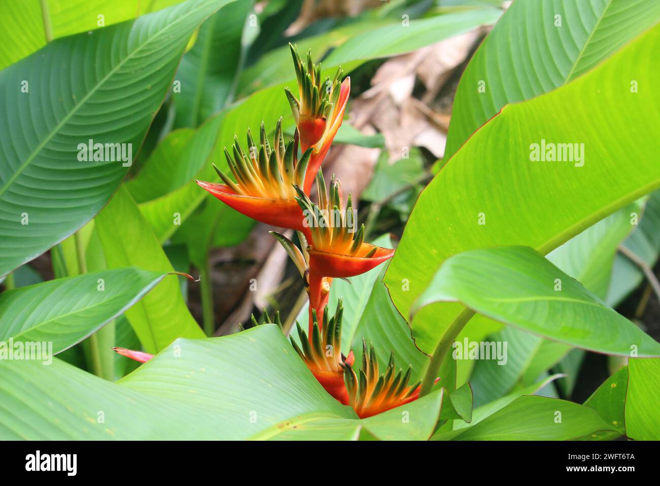 Falso fiore di uccello del paradiso (Heliconia psittacorum x spathocircinata) nella foresta pluviale di Guadalupa Foto Stock