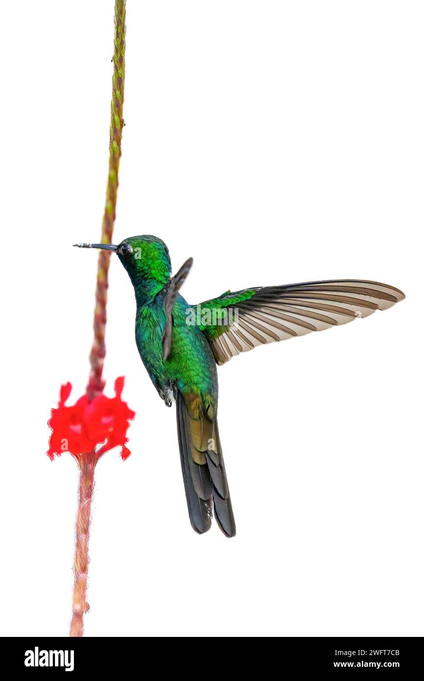 Hummingbird o mellisuga helenae Foto Stock