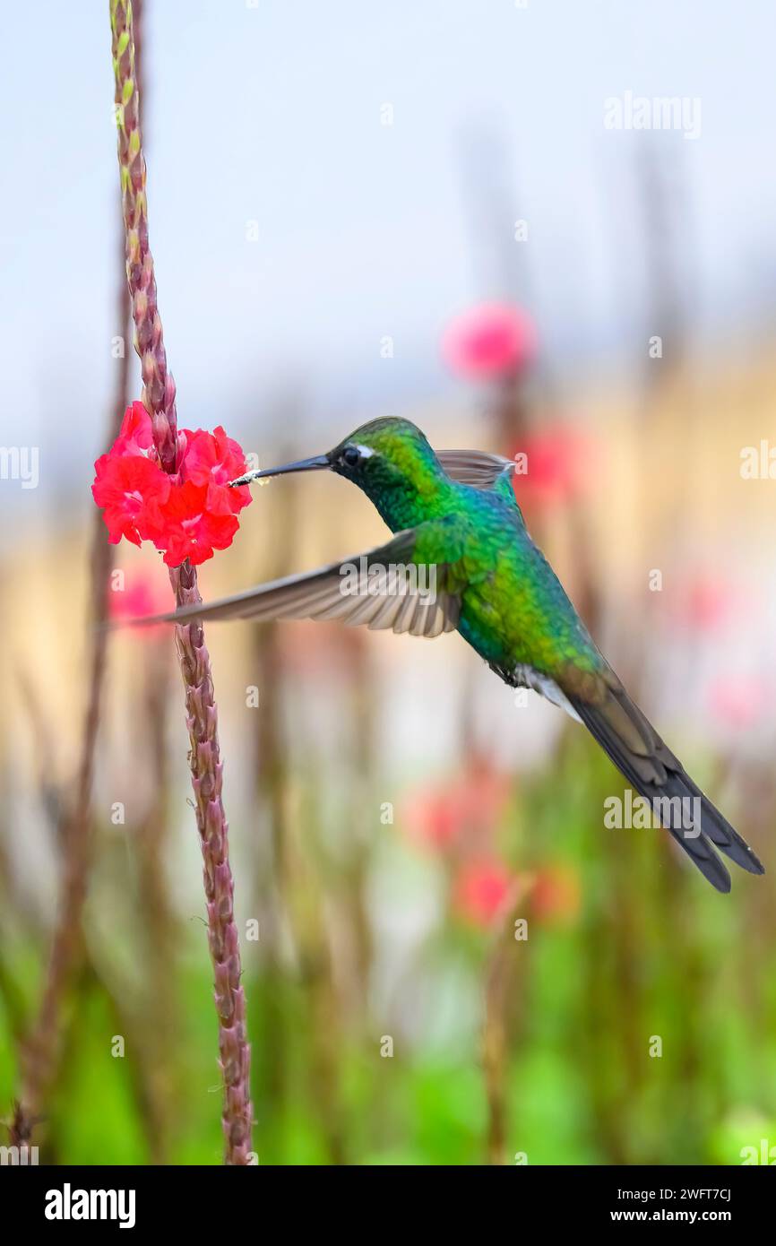 Hummingbird o mellisuga helenae Foto Stock