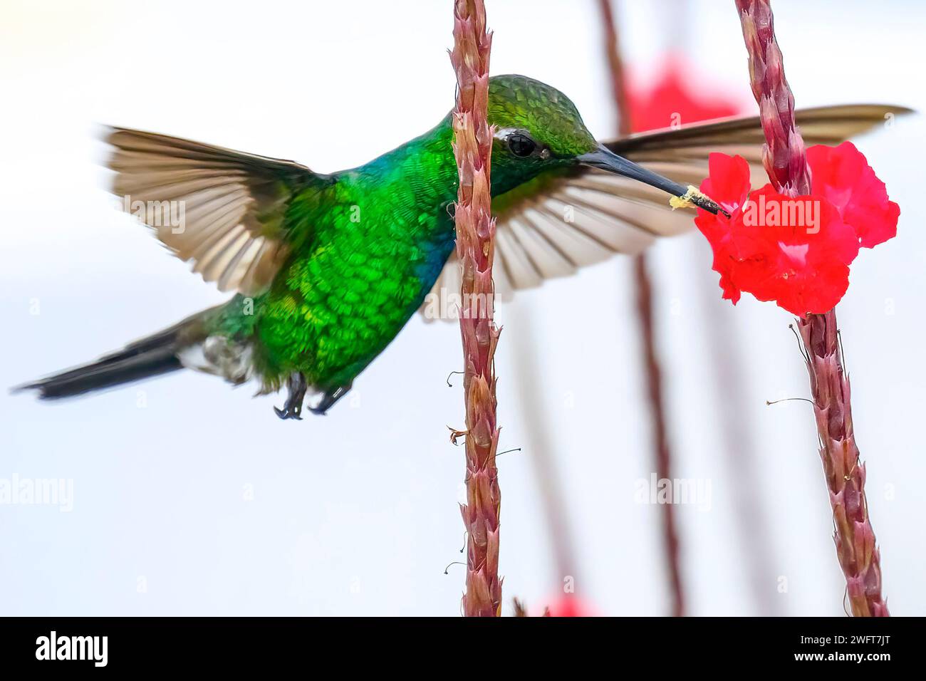 Hummingbird o mellisuga helenae Foto Stock