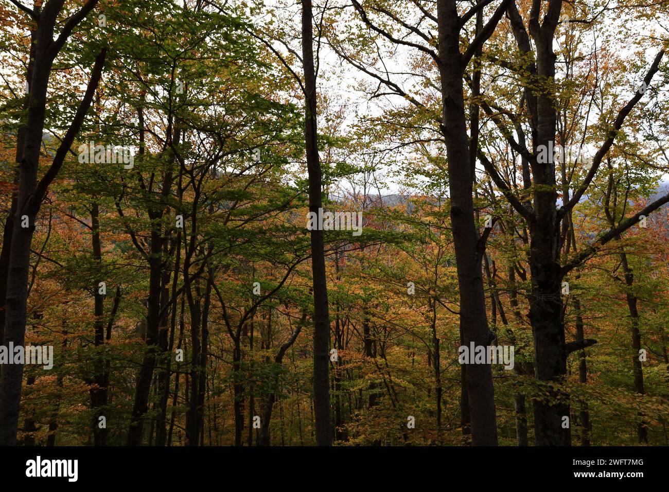 Il Parco naturale della Sierra de Cebollera è una delle due aree naturali di Riojas , situata nel comune di Villoslada de Camerun Foto Stock