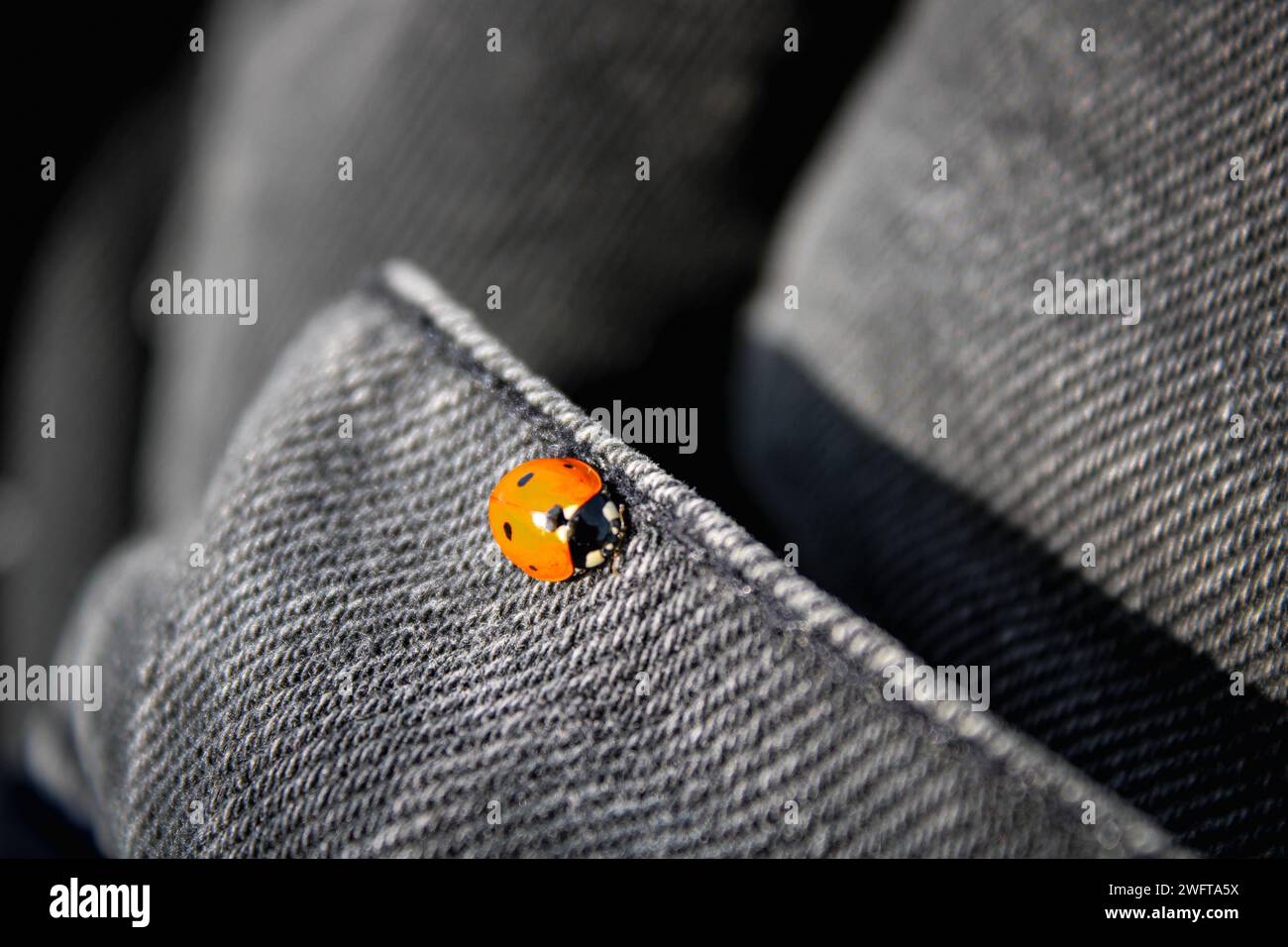Ladybug si trova su una giacca nera con materiale grigio scuro. Insetti colorati con ali arancioni Foto Stock