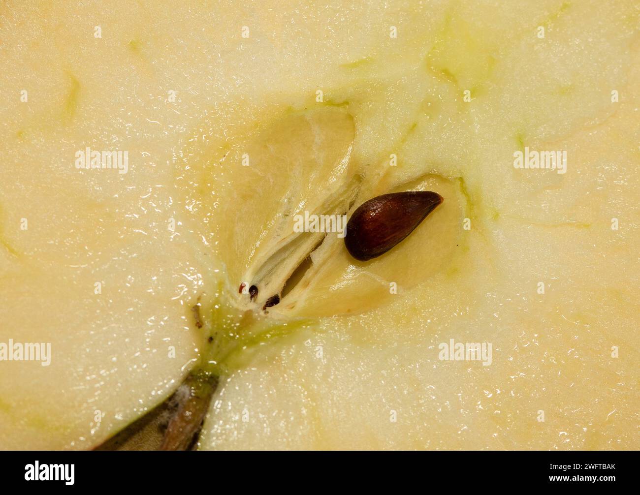 Mela tagliata a metà, semi e nido di semi. Foto Stock