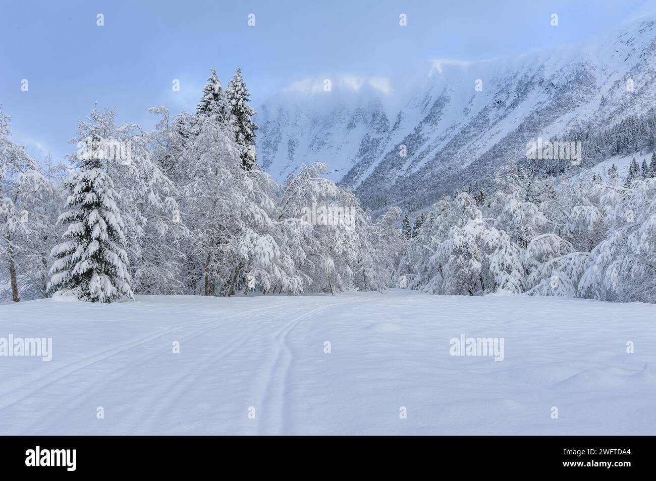 Un tranquillo paesaggio invernale presenta alberi carichi di neve, un sentiero tranquillo e maestose montagne sullo sfondo in una giornata tranquilla. Foto Stock