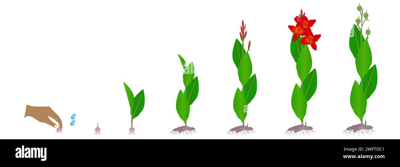 Ciclo di crescita di una pianta di canna da rizomi su sfondo bianco. Illustrazione Vettoriale