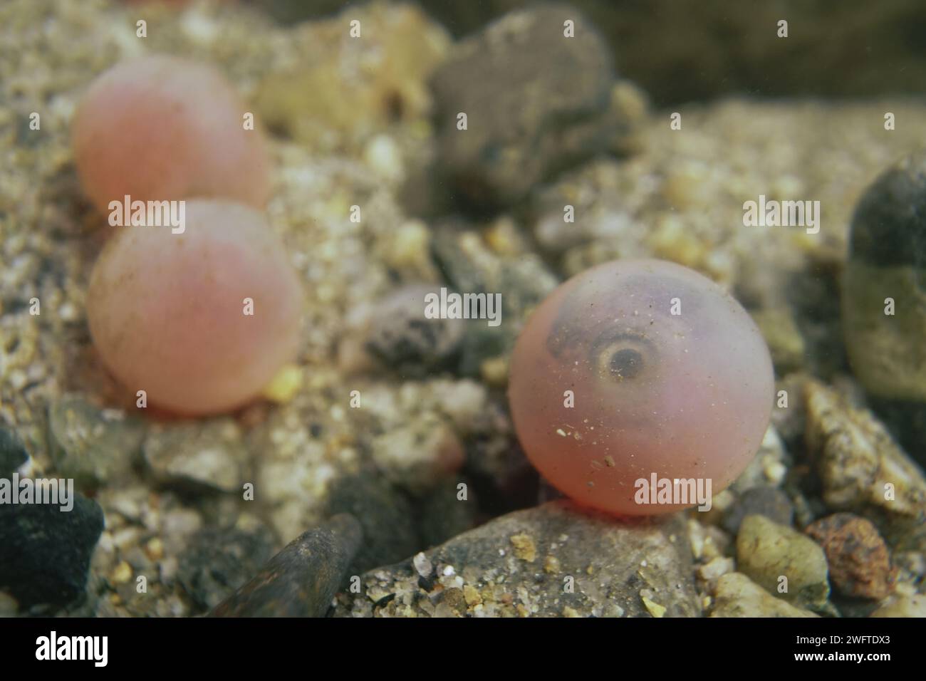Uovo di salmone del Pacifico con un embrione visibile all'interno. Foto Stock