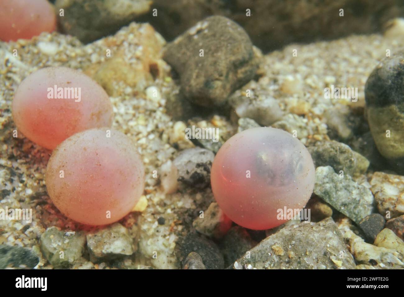Le uova di salmone stanno per schiudersi e con l'embrione visibile all'interno. Foto Stock