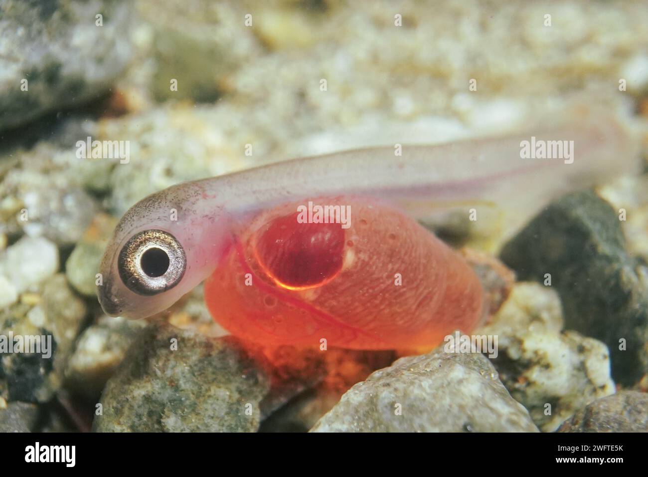 Il giovane salmone Coho friggeva ancora con il sacco di tuorlo. Foto Stock