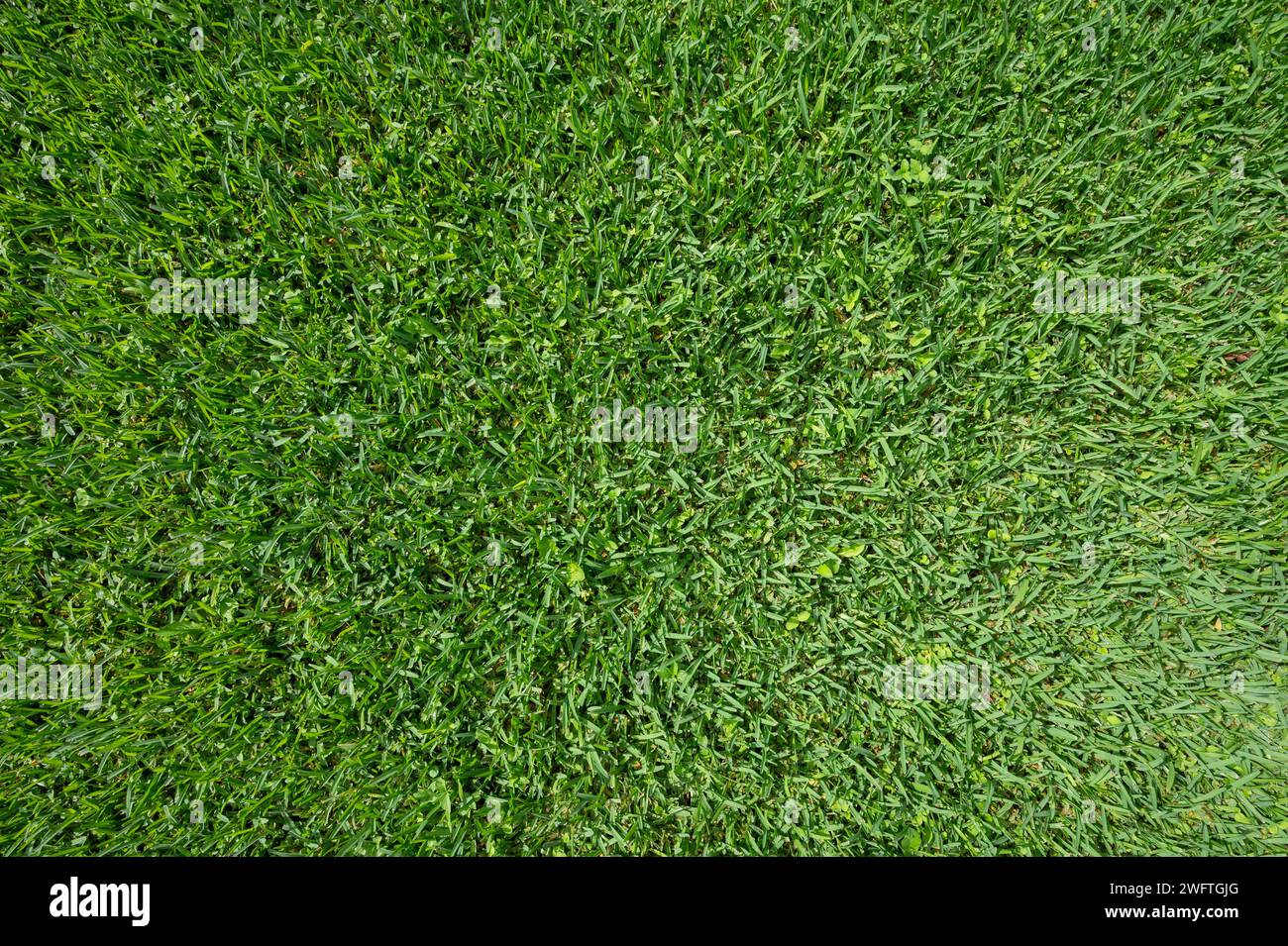 Primo piano macro su sfondo prato verde soffice, sopra la vista dall'alto Foto Stock