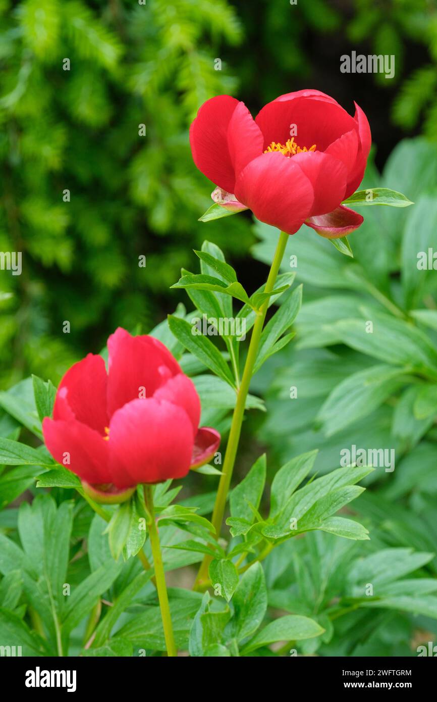 Paeonia peregrina, peonia balcanica, Paeonia lobata Fire King, Paeonia romanica, rosso scarlatto, a forma di coppa, fiori singoli Foto Stock