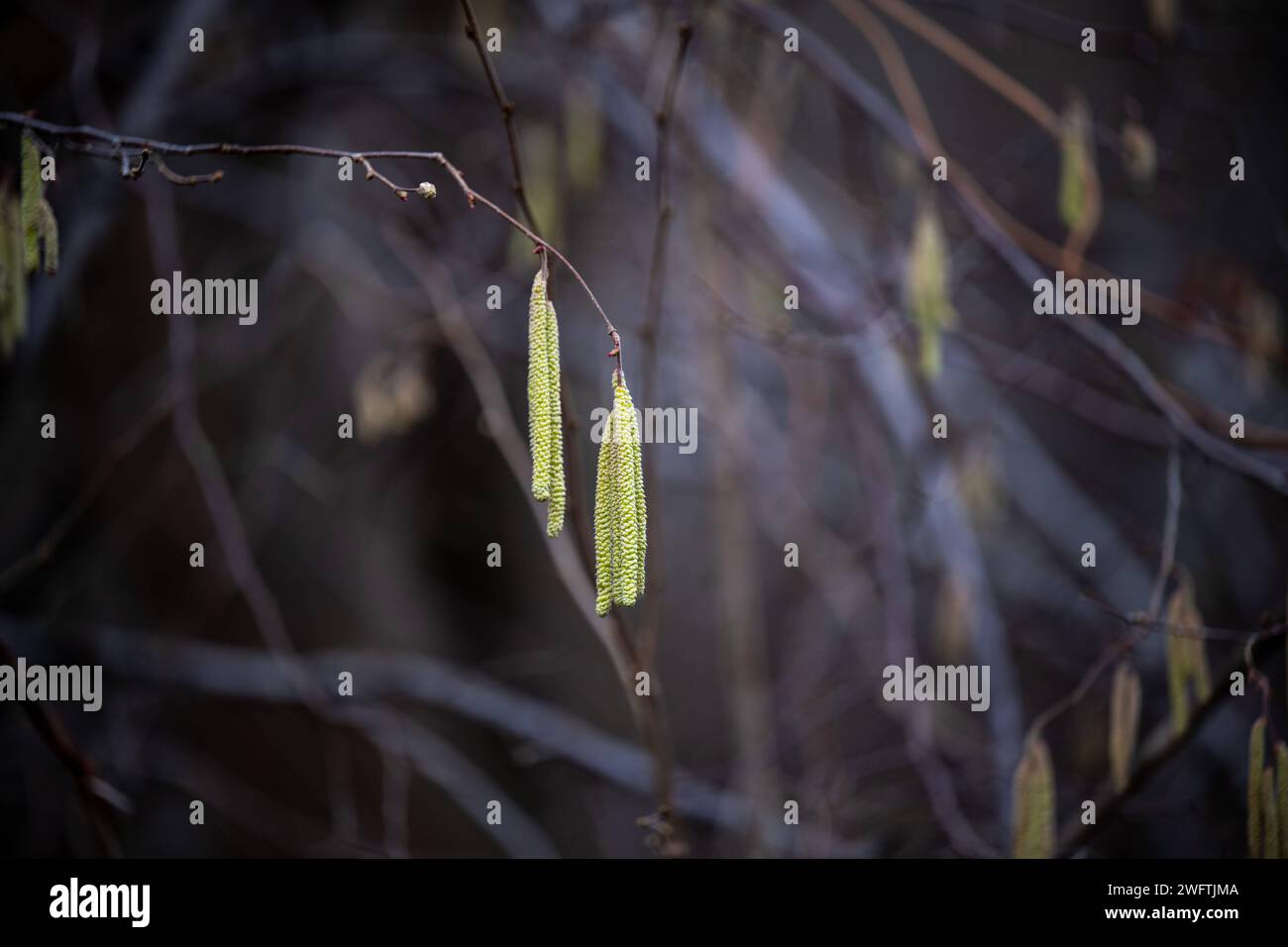 Heuschnupfen Alarm , Natur, 01.02.2024, Grüne Kätzchen, die von den Ästen eines Baumes hängen, mit einem unscharfen, dunklen Wald im Hintergrund. Zu den häufigsten Heuschnupfen-Verursachern zählen: Hasel, Birke, Erle, esse, Gräser, Roggen, Beifuß, Ambrosia *** allerta febbre da fieno , natura, 01 02 2024, gattini verdi appesi ai rami di un albero con una foresta scura e sfocata sullo sfondo i colpevoli più comuni della febbre da fieno sono nocciolo, betulla, ontano, cenere, erba, segale, mugwort, ragweed Foto Stock