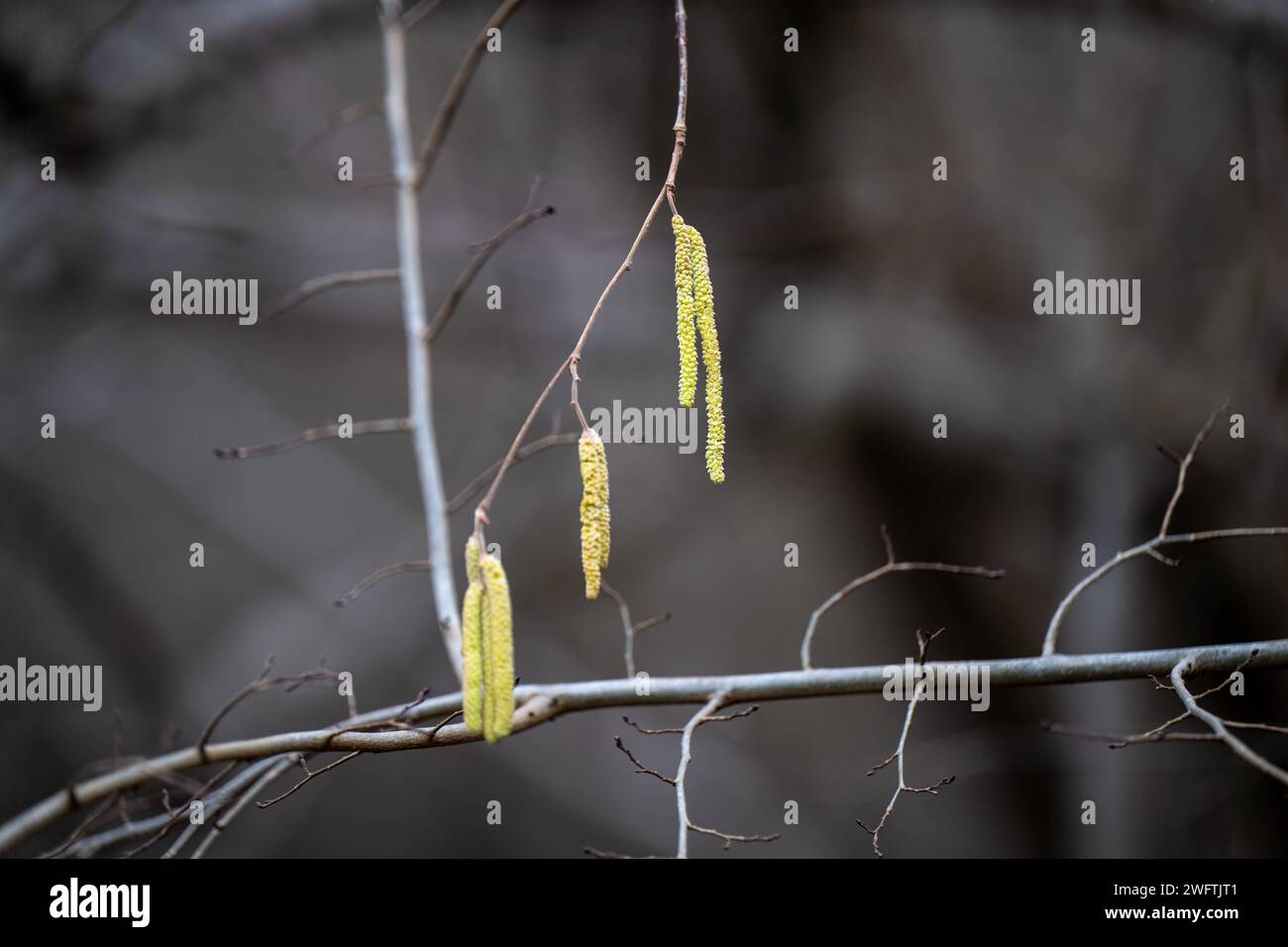 Heuschnupfen Alarm , Natur, 01.02.2024, Grüne Kätzchen, die von den Ästen eines Baumes hängen, mit einem unscharfen, dunklen Wald im Hintergrund. Zu den häufigsten Heuschnupfen-Verursachern zählen: Hasel, Birke, Erle, esse, Gräser, Roggen, Beifuß, Ambrosia *** allerta febbre da fieno , natura, 01 02 2024, gattini verdi appesi ai rami di un albero con una foresta scura e sfocata sullo sfondo i colpevoli più comuni della febbre da fieno sono nocciolo, betulla, ontano, cenere, erba, segale, mugwort, ragweed Foto Stock