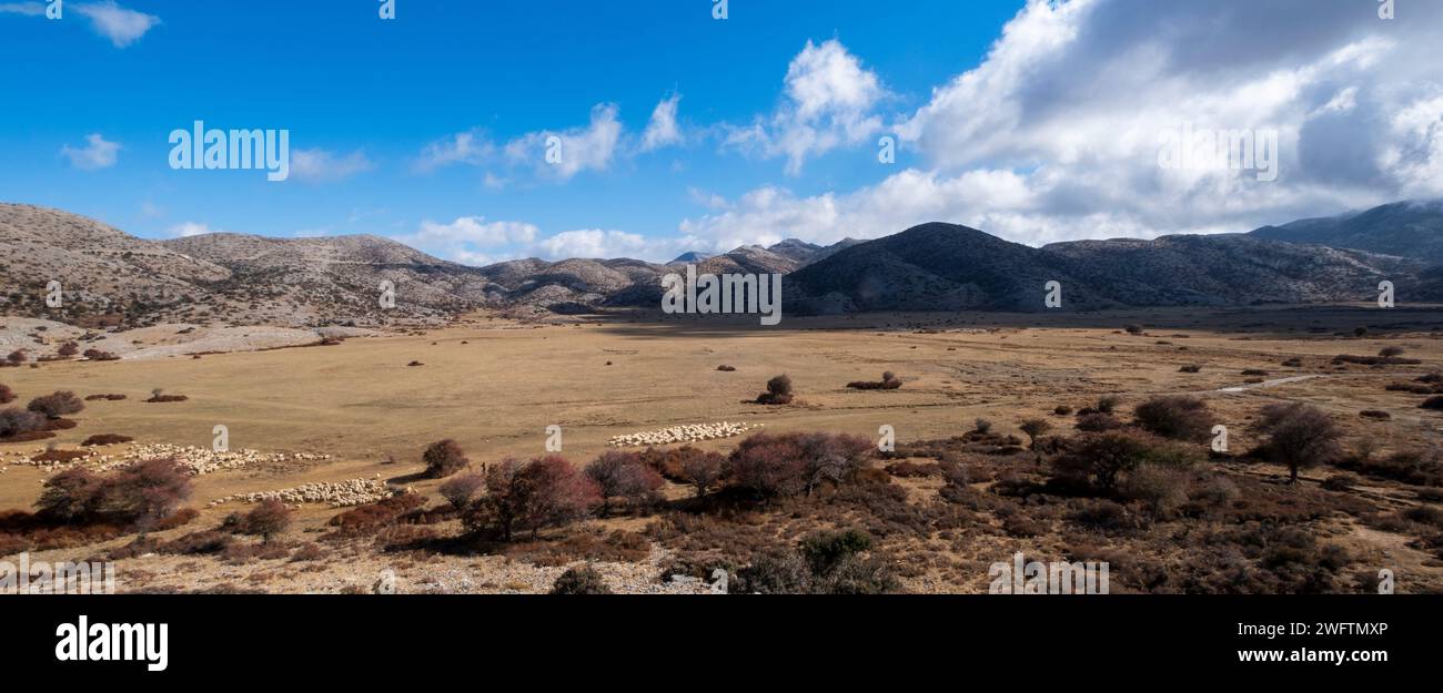 Allevamento di pecore sull'altopiano di Nida ai piedi del monte Ida, catena montuosa Psiloritis, Creta Foto Stock