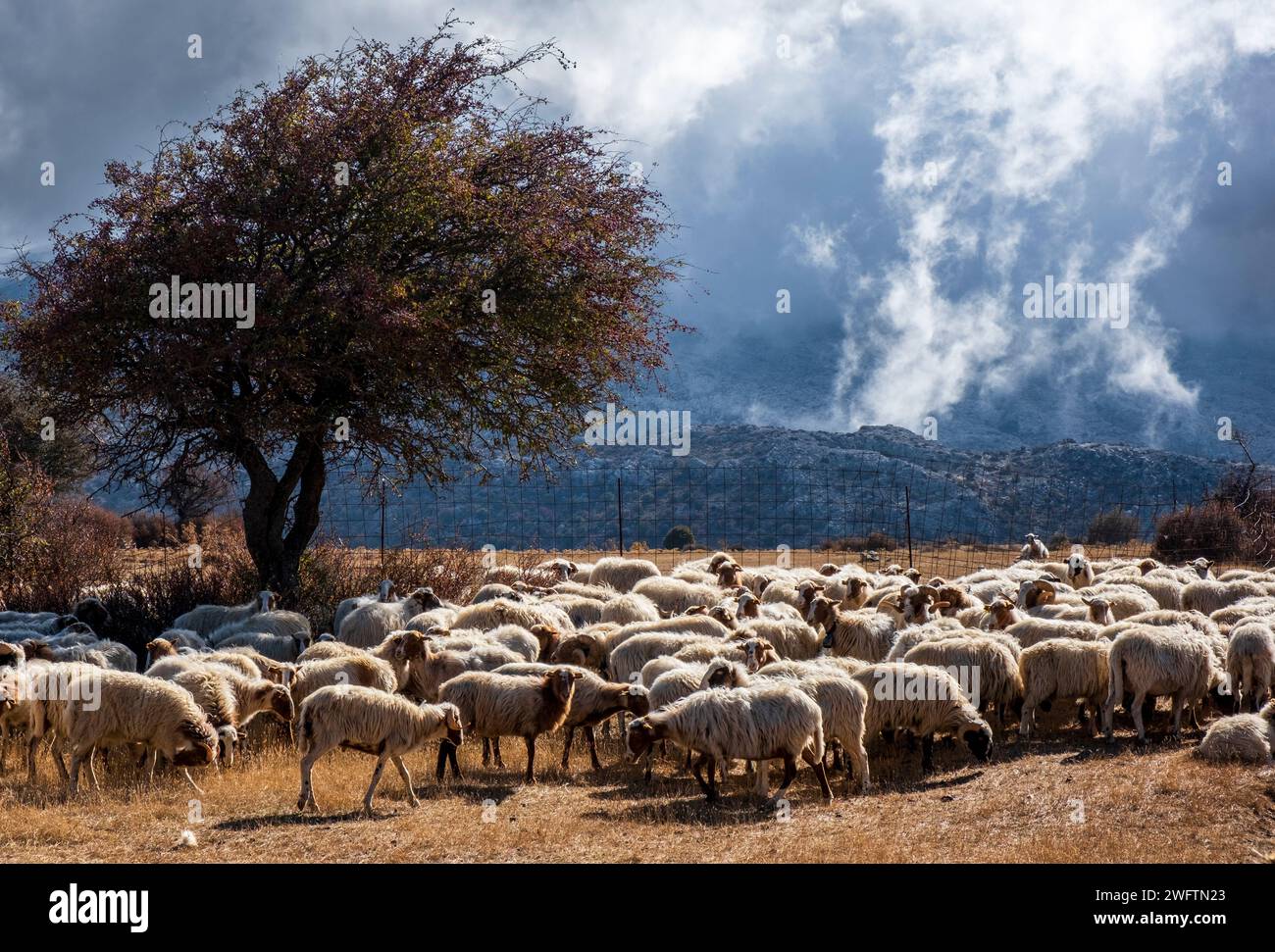 Allevamento di pecore sull'altopiano di Nida ai piedi del monte Ida, Creta Foto Stock